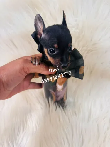 Lindos filhotes de pinscher machinho