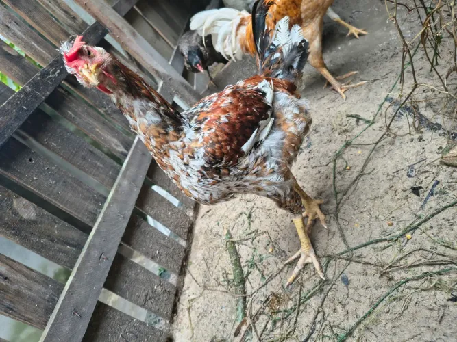 Casal de frangos GSB 5/2 meses R$ 350,00.
