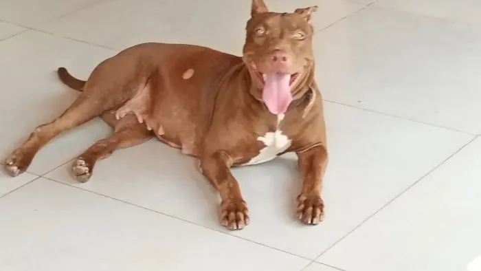 Vendo filhote de Pitbull 