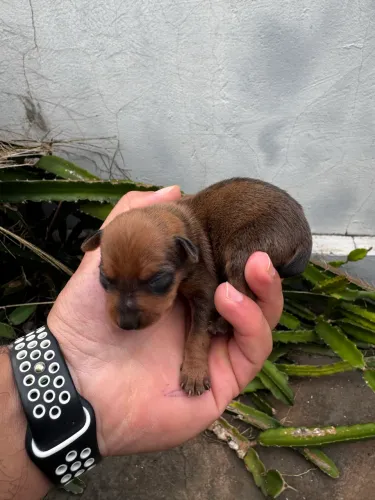 Filhote de Pinscher