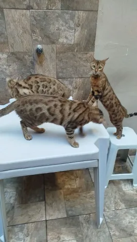 Filhote de bengal 
