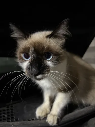 ADOÇÃO RESPONSÁVEL - GATINHA SUPER DÓCIL 