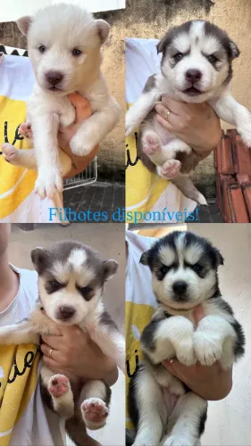 Husky siberiano com pedigree