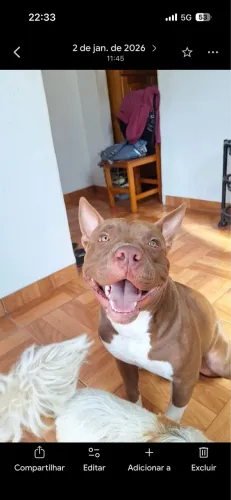 Casal de pitbull 