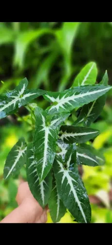 Syngonium Coelho, Folhagens, Plantas ornamentais