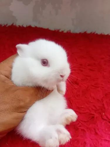 Coelho anão netherland dwarf