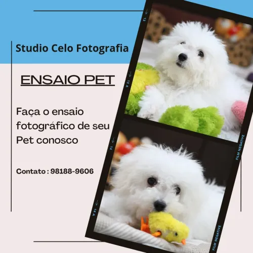 Ensaio Fotográfico de Pet 