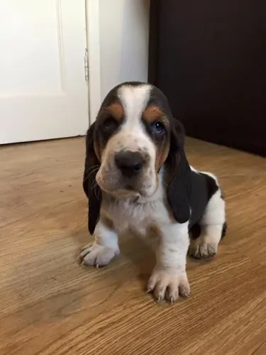 Basset Hound Filhotes na Cor Tricolor