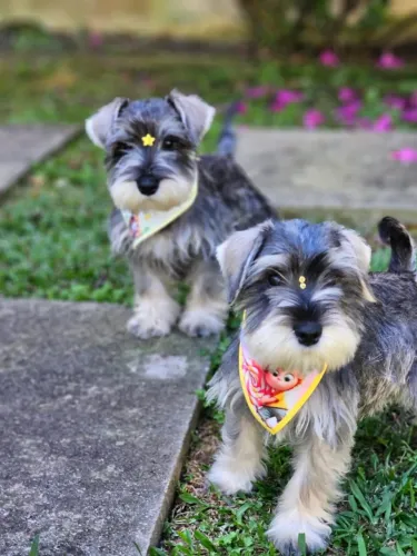 Schnauzer Miniatura | Entrega em Balneário 03/10
