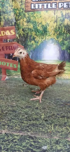 PROMOÇÃO Galinha caipira e pintinhos