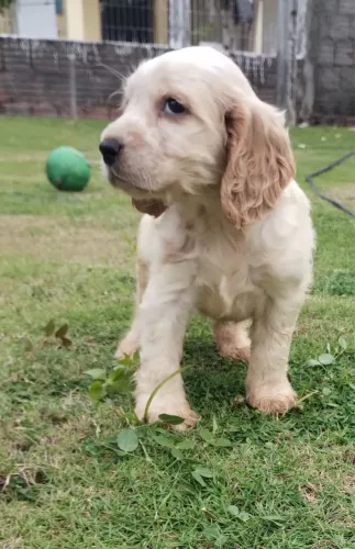 Filhote de Cocker Spaniel