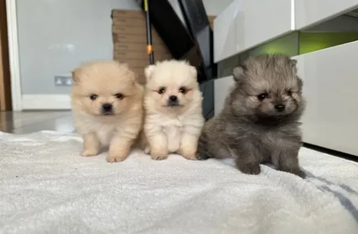 Spitz Alemão mini premium Caieiras Kennel