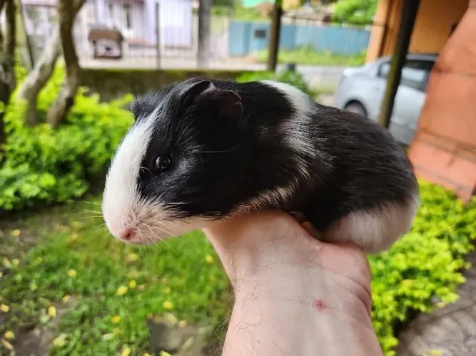 Porquinho da Índia - Cachoeirinha RS