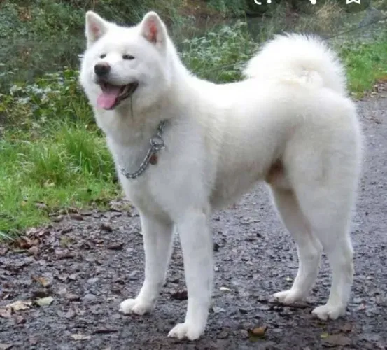 Doa-se Akita adulto - 