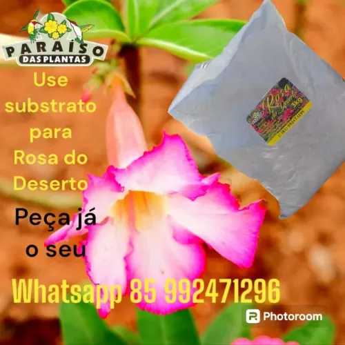 Substrato para Rosa do Deserto 