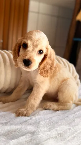 Cocker spaniel