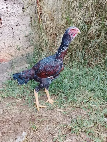 Índio gigante