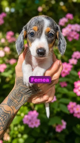 Lindos Filhotes de Dachshund para Novo Lar