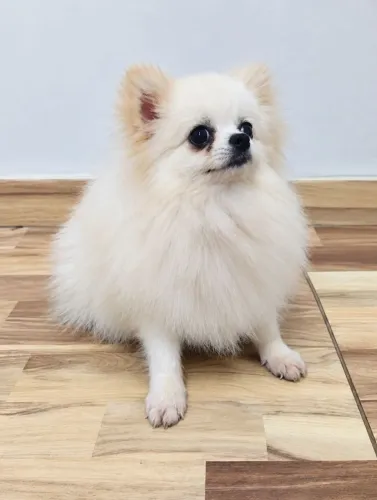 Cobertura lulu da Pomerânia Anão