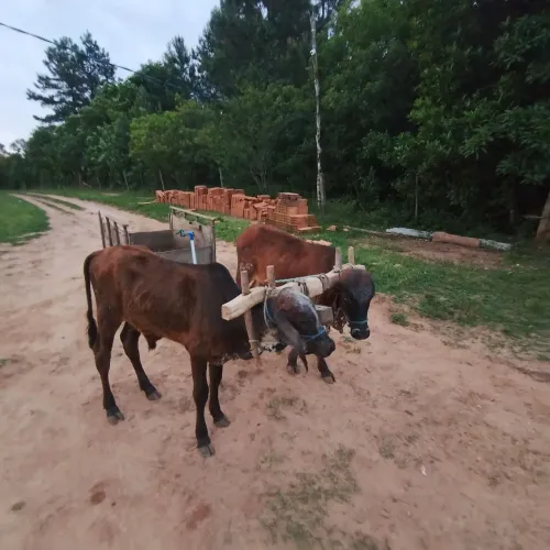Junta de terneiro
