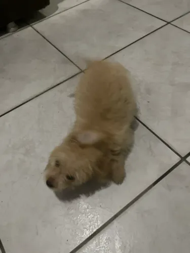 Vendo uma cachorrinha poodle fêmea com 60 dias de nascida n 01
