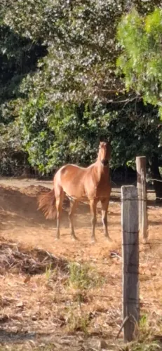 Cavalo marchador