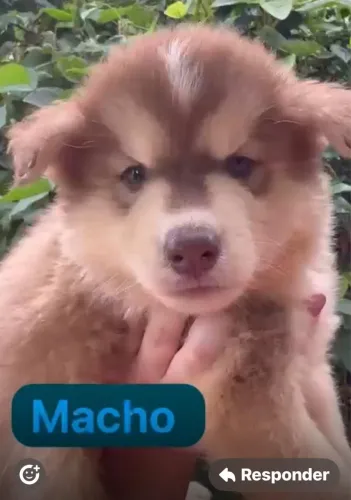 Husky siberiano olhos claros e pelagem incrível 