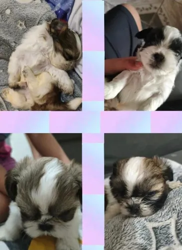 Shih tzu