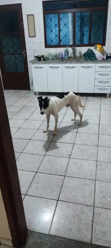Doar um Pet cachorro 
