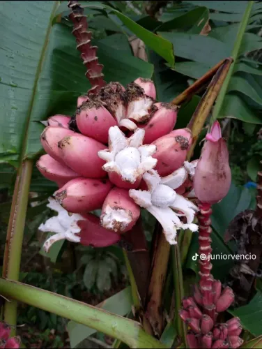 Muda de Banana MUSA VELUTINA/ Ornamental 