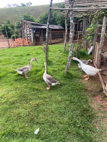 Casal de ganso Sinaleiro 