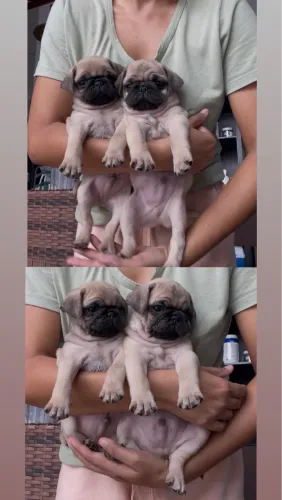 Pugs filhotinhos 