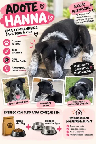 Border Collie