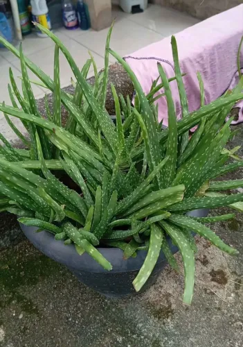 Babosa planta