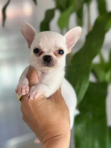 Chihuahua Macho Pêlo Curto!! Entrega Imediata.