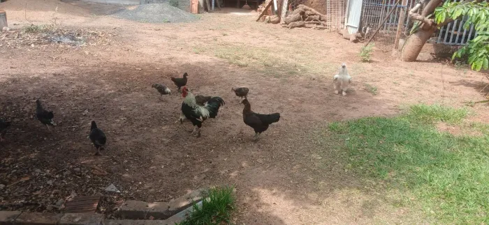 Vendo franguinhas e galinhas mesticas de sedosa