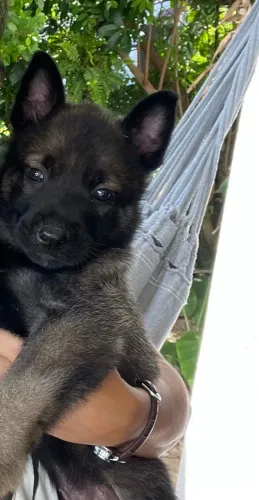 Pastor Macho Filhote Preto e único