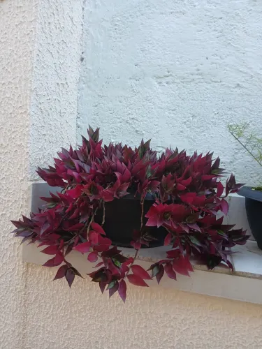 Lambari roxo