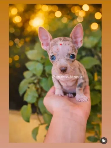 Pinscher Miniatura cores raras pra reserva MACHOS