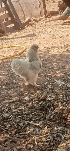 Vendo galinho raca sedosa albino