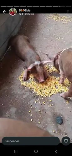 Porcos a venda em santarém só venda não fazemos troca em outros animais