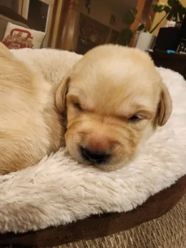 Filhotes de Golden Retriever | Carinho para compartilhar sempre.