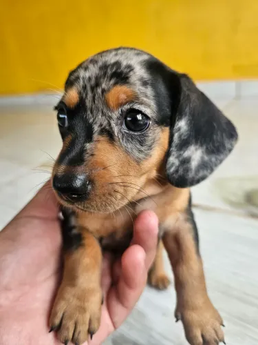 Filhote Salsicha dachshund mofada raça pequena fêmea com 37 dias