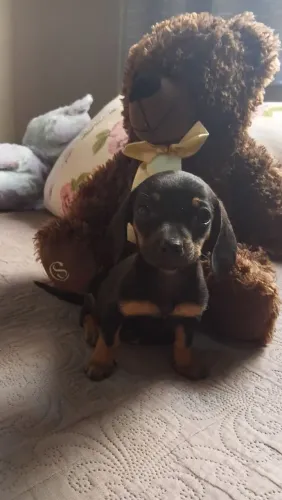 Fêmea de basset disponível