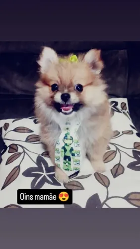 Lulu pomerania