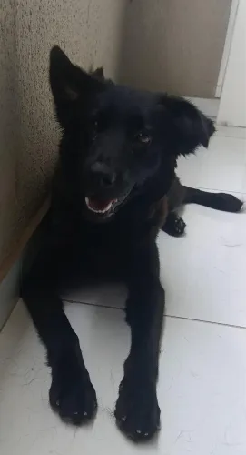 Doação Chow Chow com labrador 