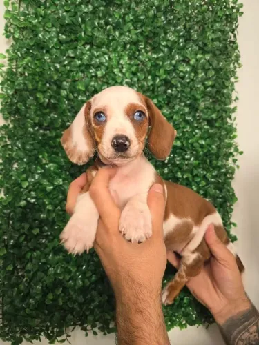 Meu amigão 