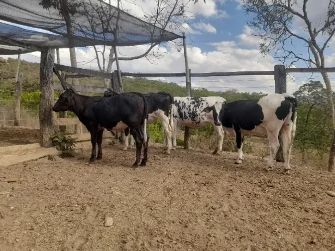 Liquidação de Novilhas Leiteiras Prenhas- Animais de Inseminação