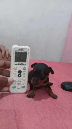 Pinscher zeroooo femea