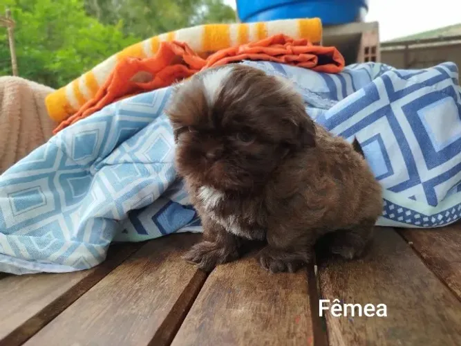 Filhotes de Shih Tzu